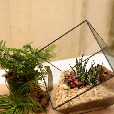 terrarium, tree, geometric